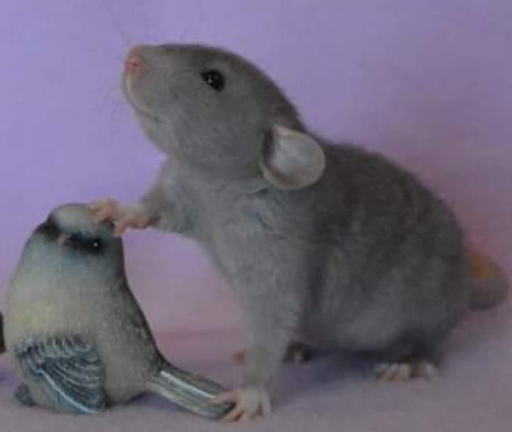 Pet Rats - photo 3